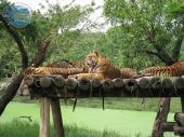  - Сафари с тиграми 